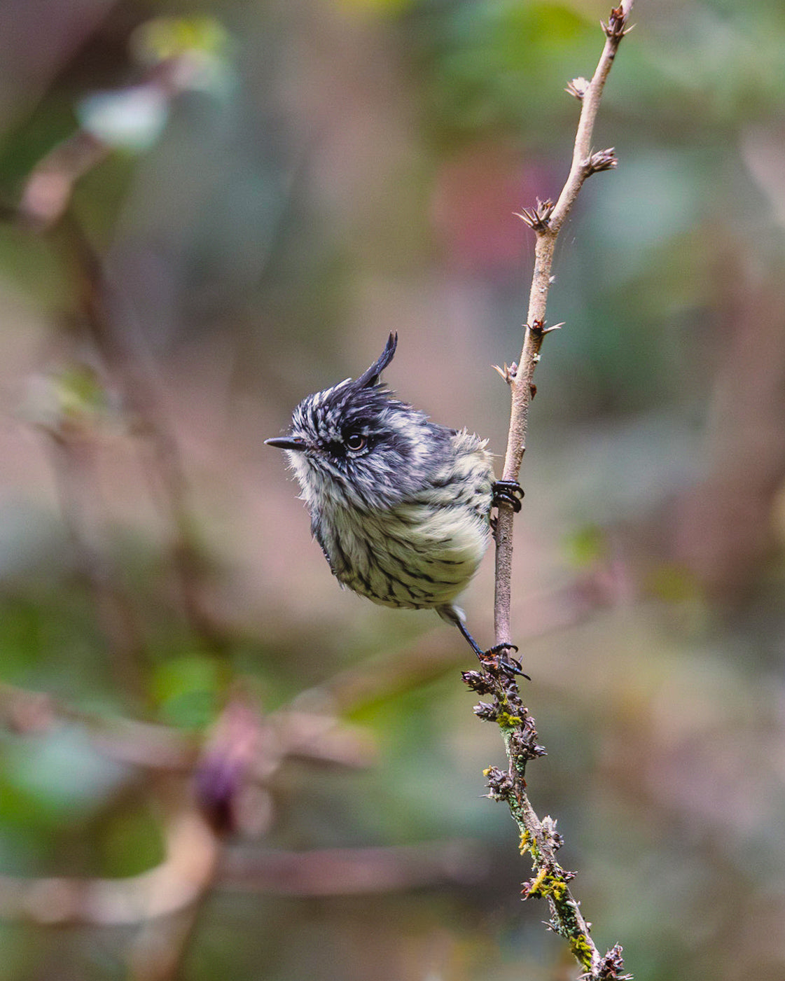 Taller de fotografía de naturaleza VALDIVIA 11 y 12 de Octubre