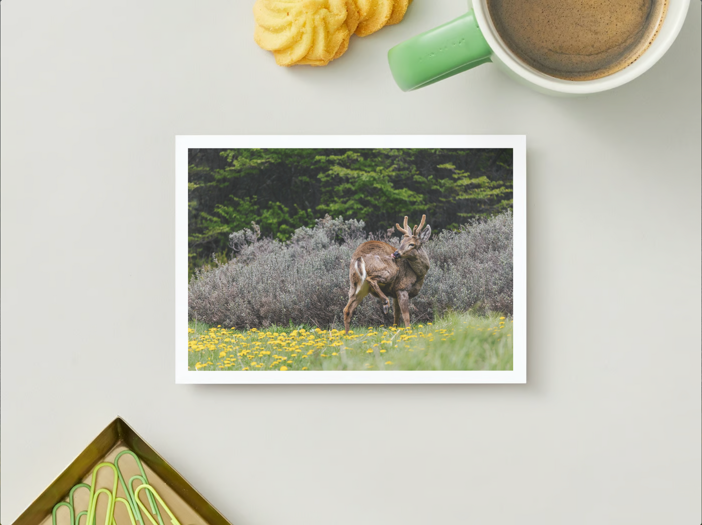 Postal Faunastica (Huemul)