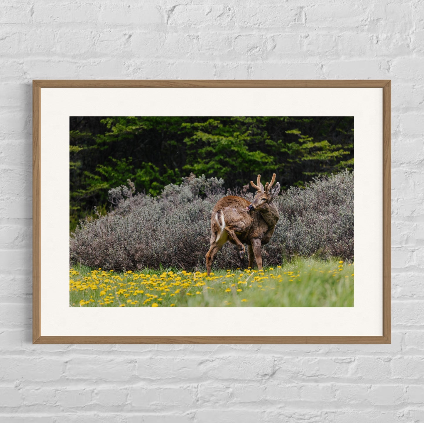 Huemul en dientes de leon