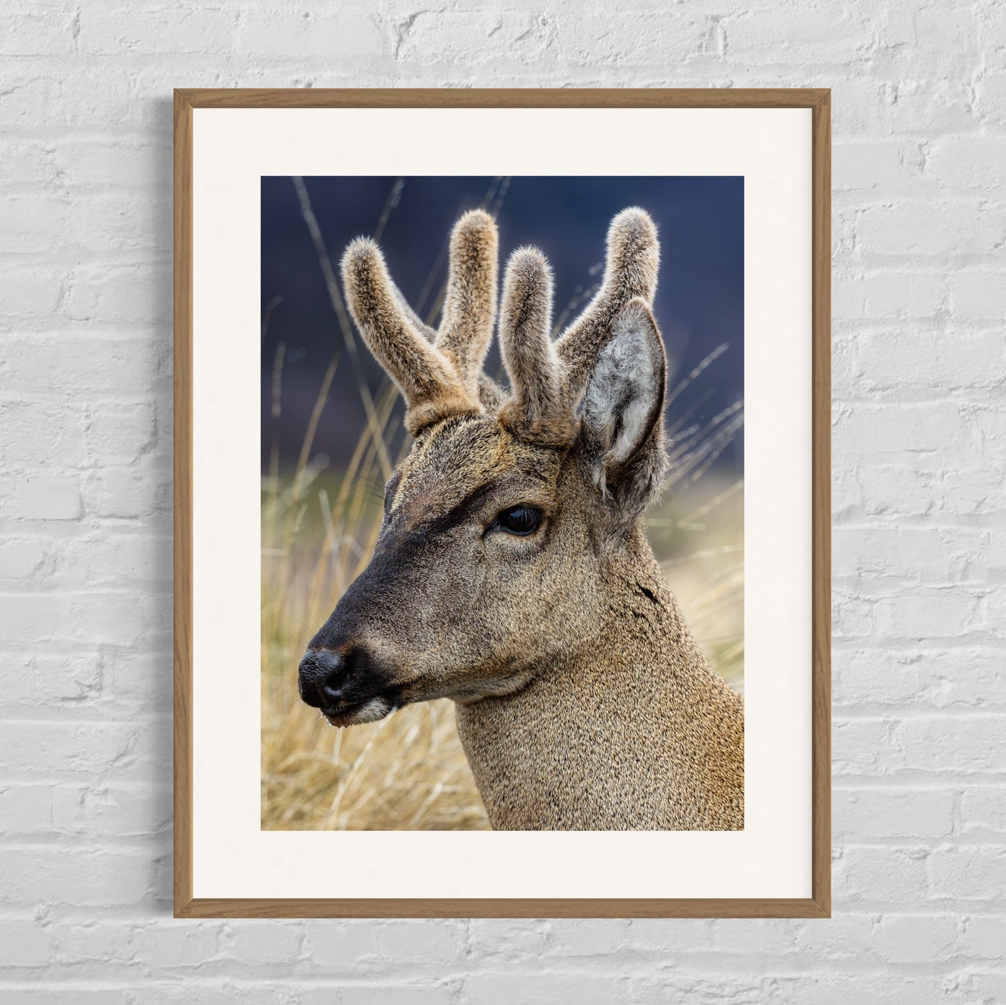 Retrato huemul macho