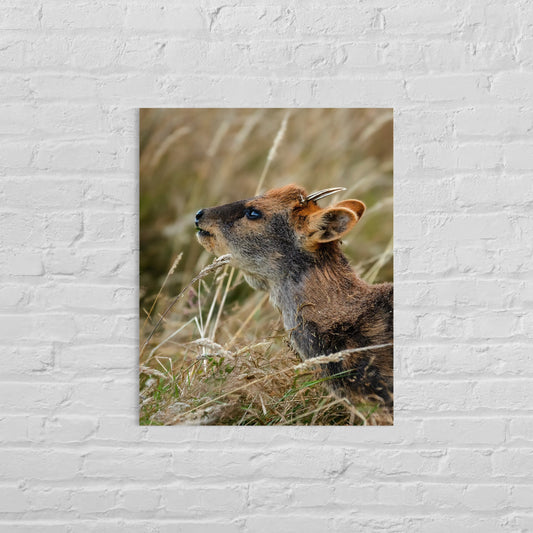 "El Abuelo" (Pudú macho)